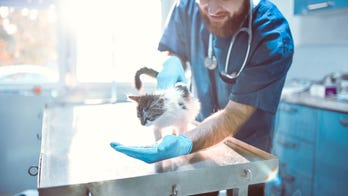Vet accidentally euthanized cat instead of giving it rabies vaccine, woman claims