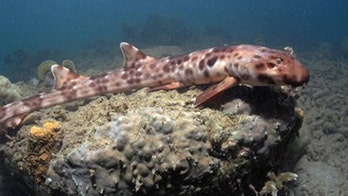 Walking sharks found near Australia