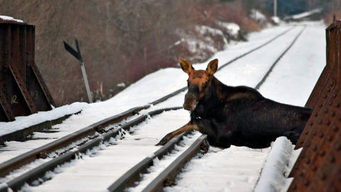 Vermont moose rescued from active railroad tracks