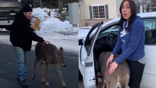 Deer walks Minnesota man home, demands pets in adorable viral video