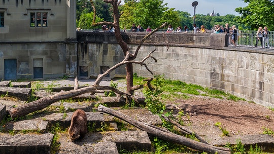 Italian man denied Swiss citizenship for not knowing bears and wolves shared enclosure at zoo: reports