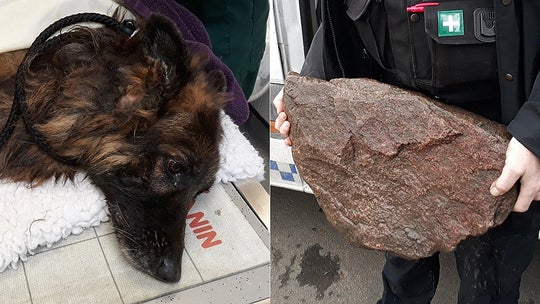 Drowning dog tied to 'heavy rock' rescued from river in England, woman arrested, police say