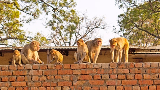 Villagers in India dress up as bears to scare off more than 2,000 monkeys