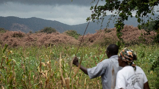 East Africa fears 'triple threat' from coronavirus, floods and locusts