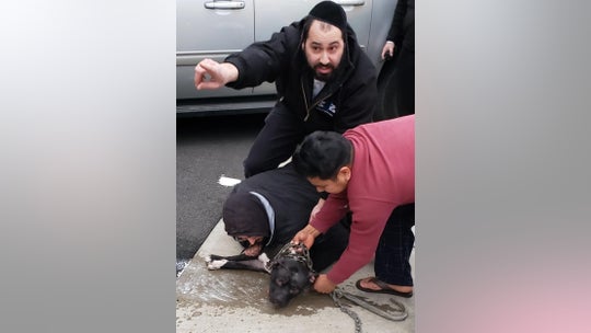Man saves baby, girl from pit bull attack