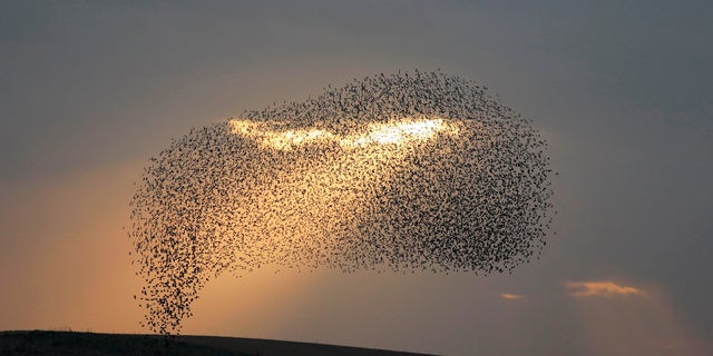 Birds fly through rays of light, above. "Don't be afraid; you are worth more than many sparrows," these New Testament verses share.