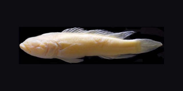Lamprologus lethops, a fish that lives in the lower Congo River, is pale and blind like fish that dwell in caves deep underwater. (Credit: Courtesy of Melanie Stiassny)