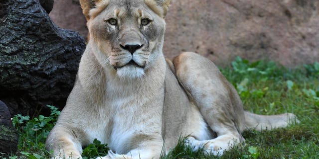 Isis, female African lion, at Brookfield Zoo