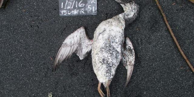 A dead common murre found by a citizen scientist on a routine monthly survey in January 2016.