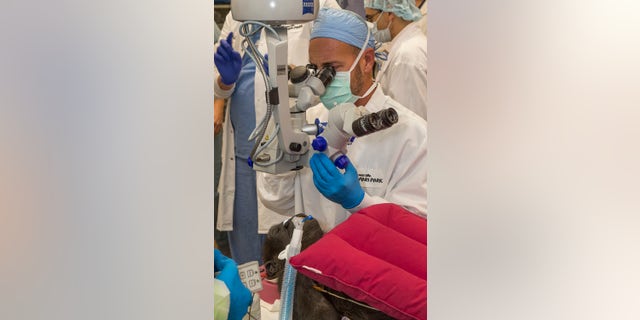 A cataract was removed on Dec. 10 from the left eye of the 3-year-old western lowland gorilla who lives at the San Diego Zoo Safari Park, the park announced Monday. (Ken Bohn/San Diego Zoo Global via AP)