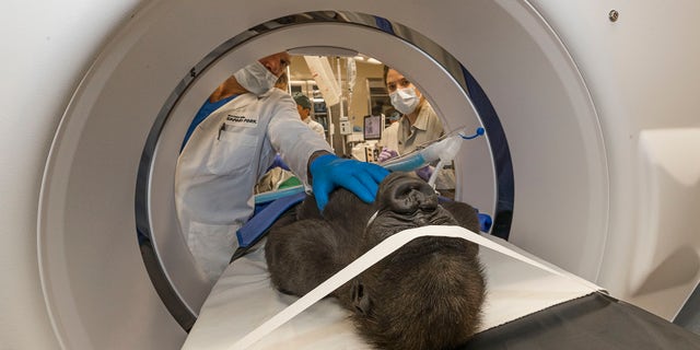 In this photo provide by San Diego Zoo Global, Chris W. Heichel, MD, a cataract surgery specialist at Shiley Eye Institute at UC San Diego Health, and his team examine Leslie, a western lowland gorilla, in a machine at the San Diego Zoo Safari Park's Paul Harter Veterinary Medical Center in San Diego. (Ken Bohn/San Diego Zoo Global via AP)