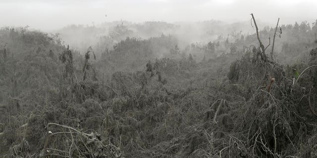 Clouds of volcanic ash rise up from damaged trees in Laurel, Batangas province, southern Philippines on Tuesday, Jan. 14, 2020. Taal volcano is spewing lava half a mile high and trembling with earthquakes constantly as thousands of people flee villages darkened and blanketed by heavy ash. (AP Photo/Aaron Favila)