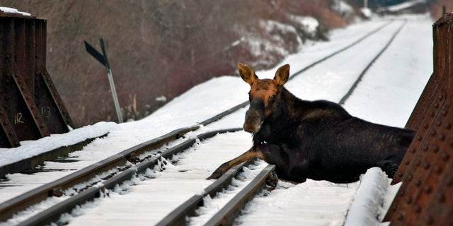 A moose that was stuck on an active railroad bridge in Vermont was removed and relocated with minimal injuries, according to state fish and wildlife officials.