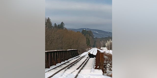 The Vermont FWD explained that they primarily focus on population level threats to species, making situations like the moose rescue “rare” given the risk inherent to both the animal and responders.
