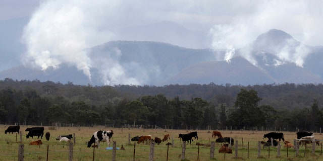 Cattle graze in a field as smoke rises from burning fires on mountains near Moruya, Australia, Thursday, Jan. 9, 2020.