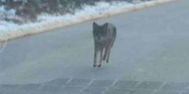 Authorities in New Hampshire posted this photo to warn about the coyote attack.