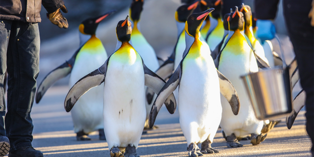 The Calgary Zoo said that extreme cold puts "physiological stress" on king penguins, which are native to the sub-Antarctic and not adapted to the bitter cold.