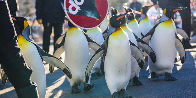 The Calgary Zoo has been forced to cancel its daily penguin walk due to bitterly cold temperatures.