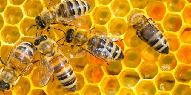 One man was killed and five others were injured after a 100-pound beehive was disturbed in Arizona.