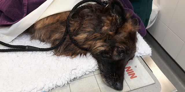 The Belgian Shepherd named Bella was spotted by a woman after struggling to keep afloat in the Trent River in Farndon, Nottinghamshire, on Monday morning.