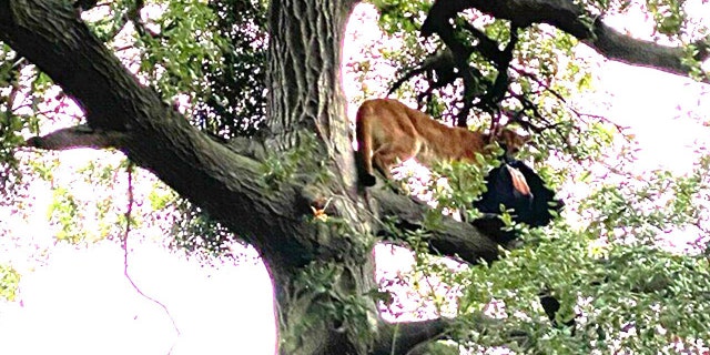 The mountain lion ran up a tree after the father hurled a backpack, investigators said.