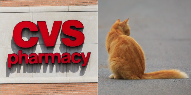 Customers who frequent the store, and have grown to care for the stray cat, are now hoping to find him a home. (Photo: iStock)