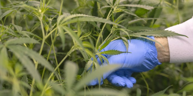 Cannabis plants contain dozens of chemical compounds called cannabinoids.