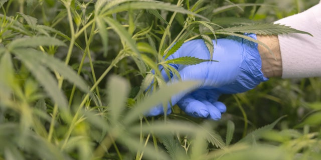 Cannabis plants contain dozens of chemical compounds called cannabinoids.