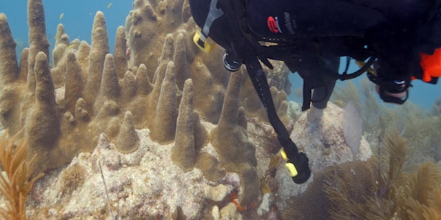 According to Secore International, a coral protection research group, more than half of the world's coral reefs have died in the last 30 years due to coral bleaching, a process where coral polyps expel algae that live inside their tissues, therefore, bleaching it to a lifeless white color.