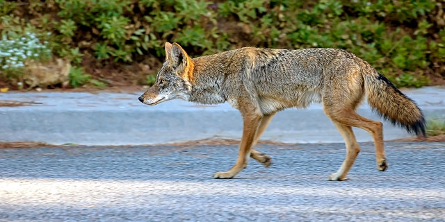 Staffers were able to "coax" the coyote off the airfield on Monday morning, minimizing any impact to operations.