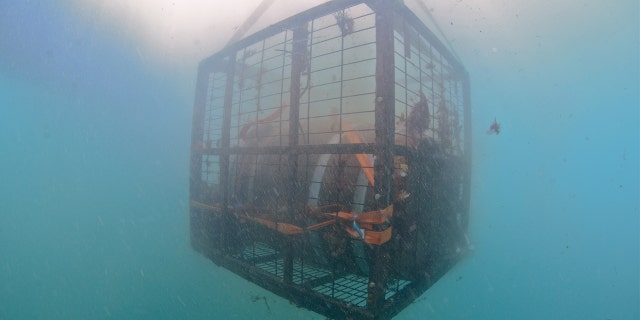 With the aid of a small crane, sealed crates containing hundreds of bottles of wine are lowered into the sea from the boat in the bay of the pretty town of Plentzia, in the Basque Country in northern Spain.
