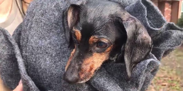 "Beaker" was rescued by firefighters in Slidell, La. Tuesday and is now doing fine.