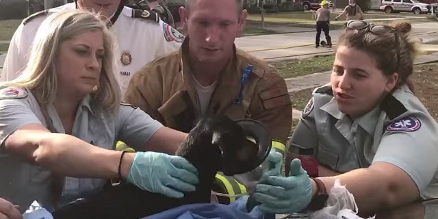 Firefighters saved "Beaker," a 3-year-old Dachshund Tuesday, using a special K9 oxygen mask.