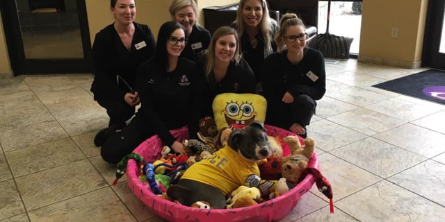Eddie rests surrounded by toys and police during his day like an honorary K-9 police dog.