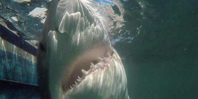 “I've noticed that these sharks, if it’s a big one, they go viral," Captain Chip Michalove told Fox News. "And I remembered the story of Grace, from a few years ago, and how they never found the driver from the hit and run … So I thought, let’s force this story to get the attention the family deserves."