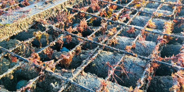 Wine bottles after they have been raised to the surface after aging 18 months under the waves.