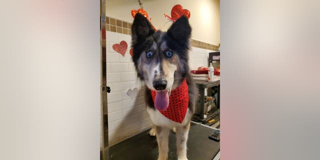 Jubilee, 4, was abandoned by a breeder who reportedly didn't like the look of her "weird" eyes.
