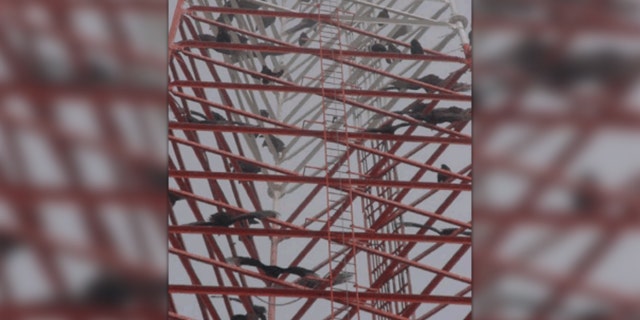About 300 vultures have made a 320-foot radio tower in Kingsville, Texas, their home, becoming a safety hazard for Customs and Border Protection.<br><br>