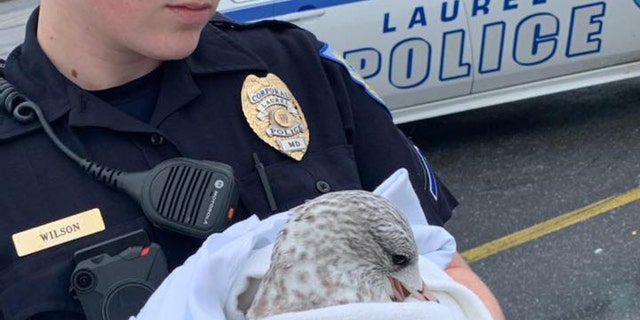 Cpl. Laura Wilson cradled an injured seagull in her arms.