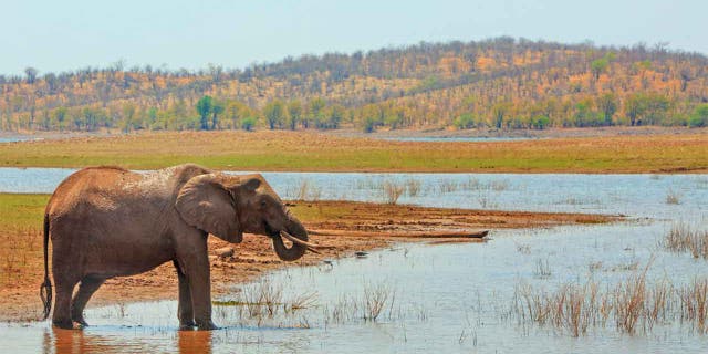 Matusadona National Park is home to a variety of African wildlife, including elephants, lions and hyenas.