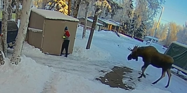 Curtis Phelps was taking out the trash when he spotted the bull moose coming straight at him.