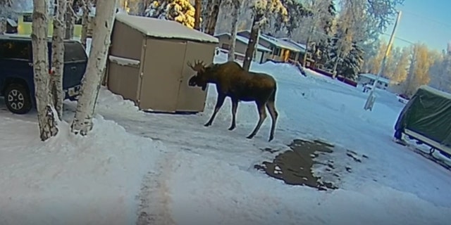 The family believes this moose may be the same that was birthed in their backyard two years ago.