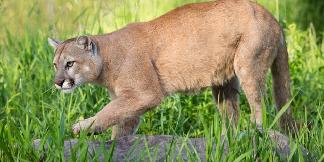 Westlake Legal Group Mountain-lion Hunter kills mountain lion after it 'partially consumed' pet dog Michael Hollan fox-news/lifestyle/pets fox-news/great-outdoors/hunting fox news fnc/great-outdoors fnc ebca3ac6-7171-5edb-b729-9d5454abec39 article