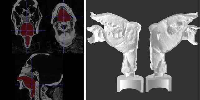 Final segmentation view (left) and sagittal section of the two halves of 3-D printed Nesyamun’s vocal tract (rigth). The lack of tongue muscular bulk and soft palate is (Scientific Reports)