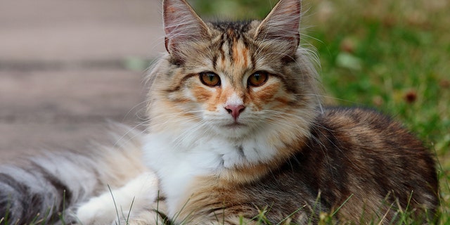 “Lacie’s distress at night from not sleeping with her was the only reason she would consider letting someone adopt Lacie,
