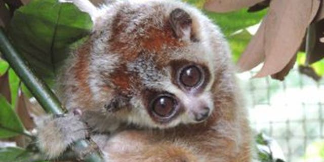 Florida Couple Admits To Trafficking Indonesian Wildlife Including Snakes Monkeys Fox News