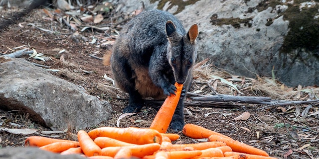 A wallaby eats a carrot after NSW's National Parks and Wildlife Service staff air-dropped them in bushfire-stricken areas around Wollemi and Yengo National Parks, New South Wales, Australia January 11, 2020. Picture taken January 11, 2020. NSW DPIE Environment, Energy and Science/Handout via REUTERS 