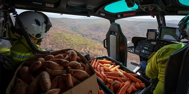 NSW's National Parks and Wildlife Service staff flying with carrots and sweet potatoes before air-dropping them for animals in bushfire-stricken areas around Wollemi National Park