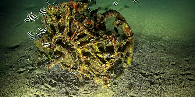The plane's engine resting on the seabed. (Scripps Institution of Oceanography at the University of California San Diego/RV Petrel/Vulcan Inc./Project Recover)