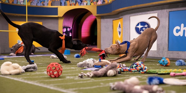 Puppies playing on the field for Puppy Bowl XVI.